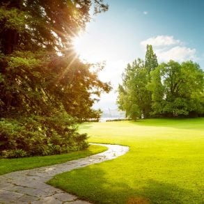 City park with sunlight peeking through