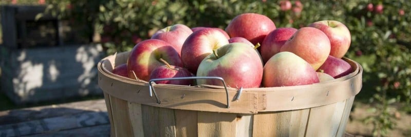 cider