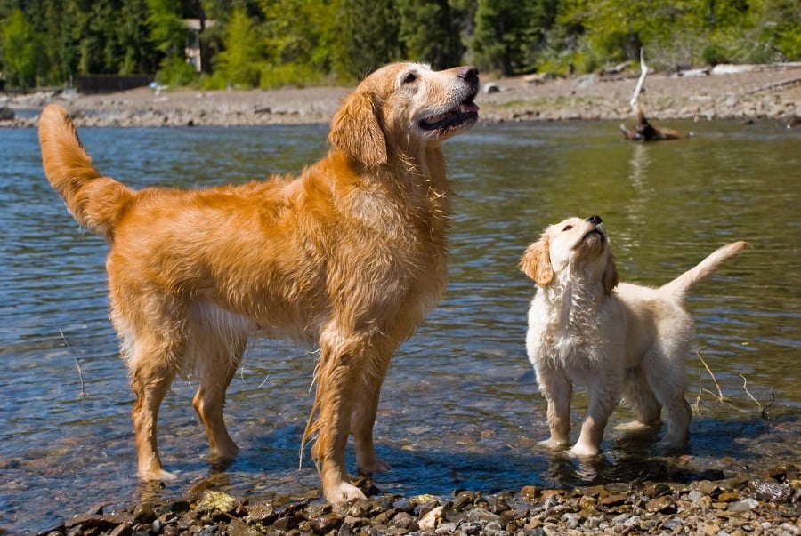   dogs near lake