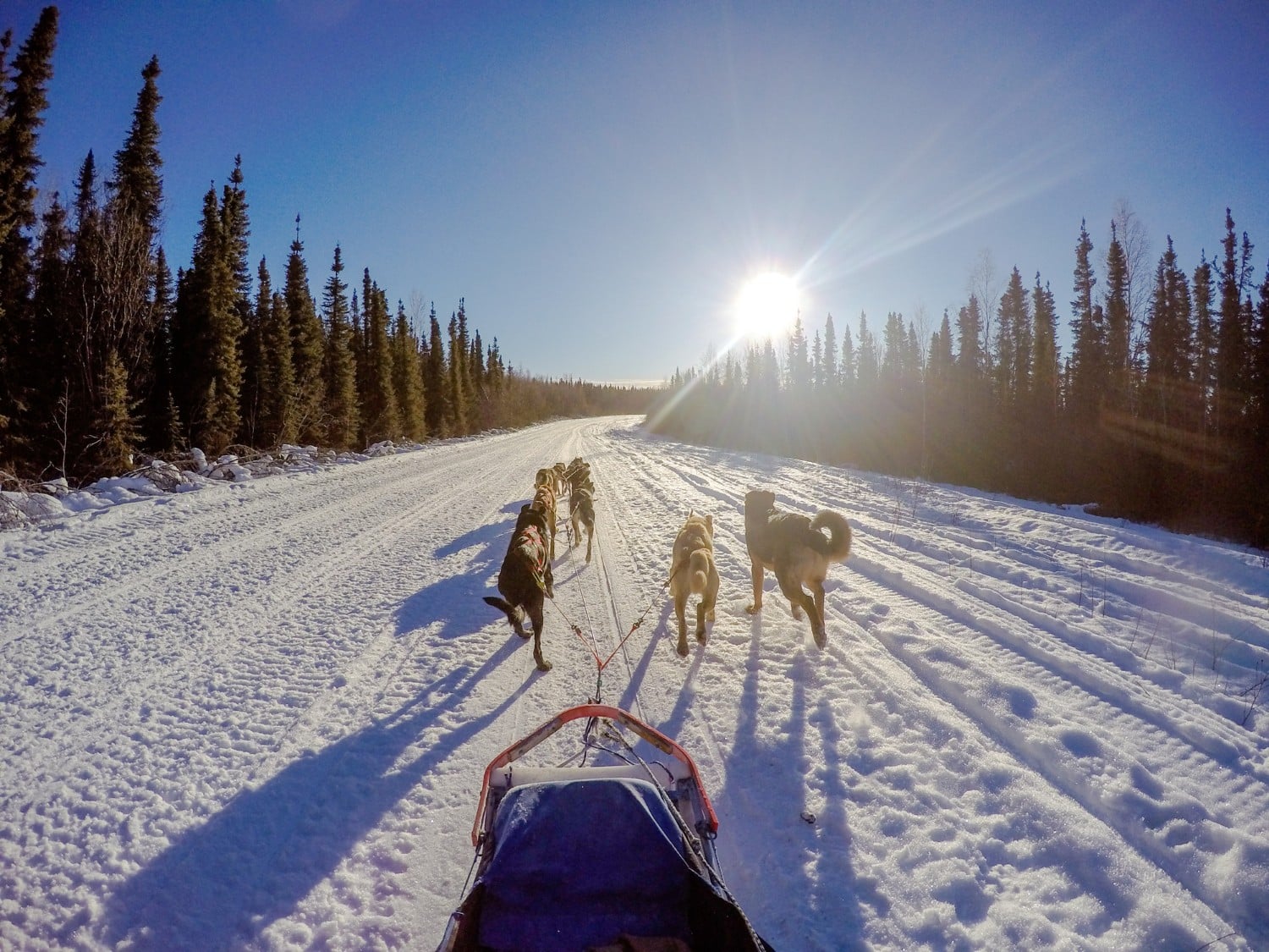 dog sled race