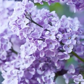 lilacs