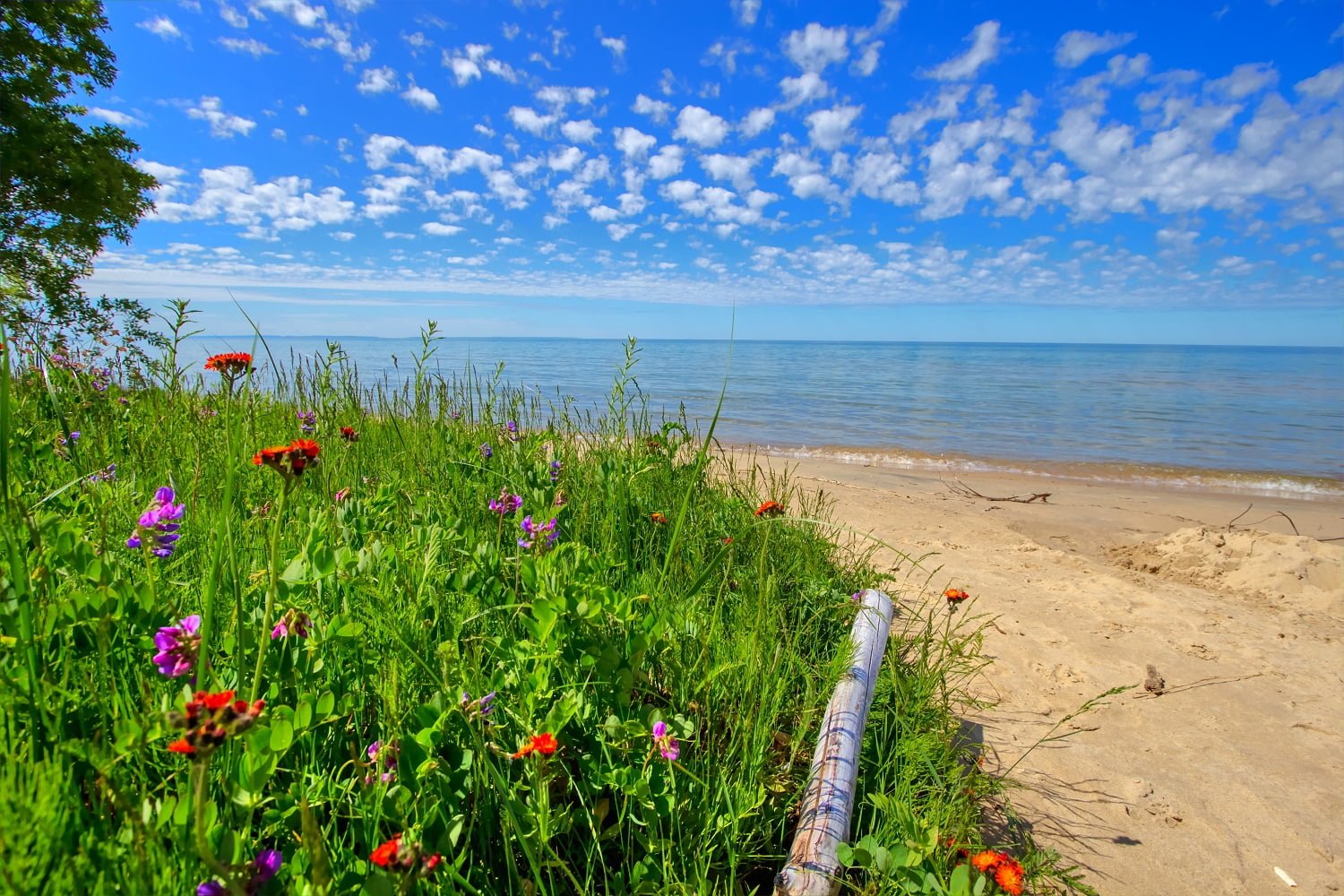 Wildflowers On The Beach