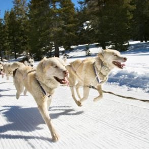 dog sledding in the snow