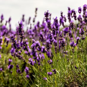 a lavender field