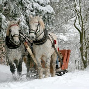 sleigh ride through a snowy forest