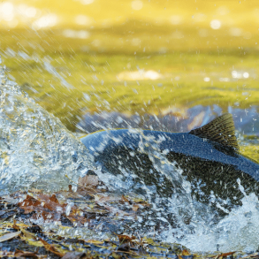 King Salmon swimming upstream to Lake Michigan