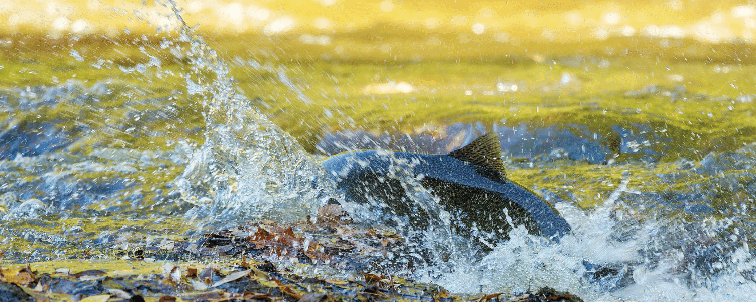 King Salmon swimming upstream to Lake Michigan