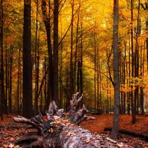 A forest great for Hiking in East Michigan on a fall day