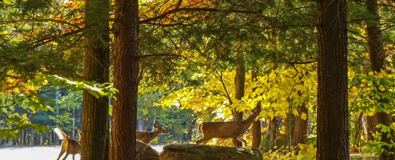 Deer on the shore of Lake Huron in a forest