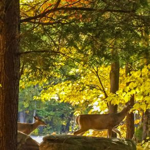 Deer on the shore of Lake Huron in a forest