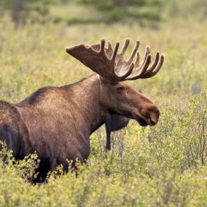 moose, michigan wildlife