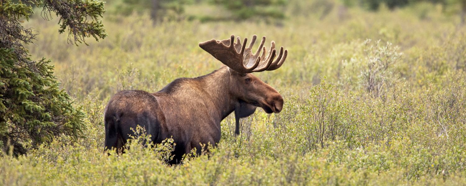 moose, michigan wildlife