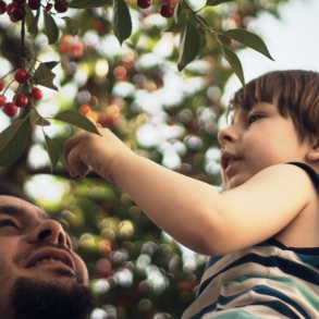man and child picking cherries