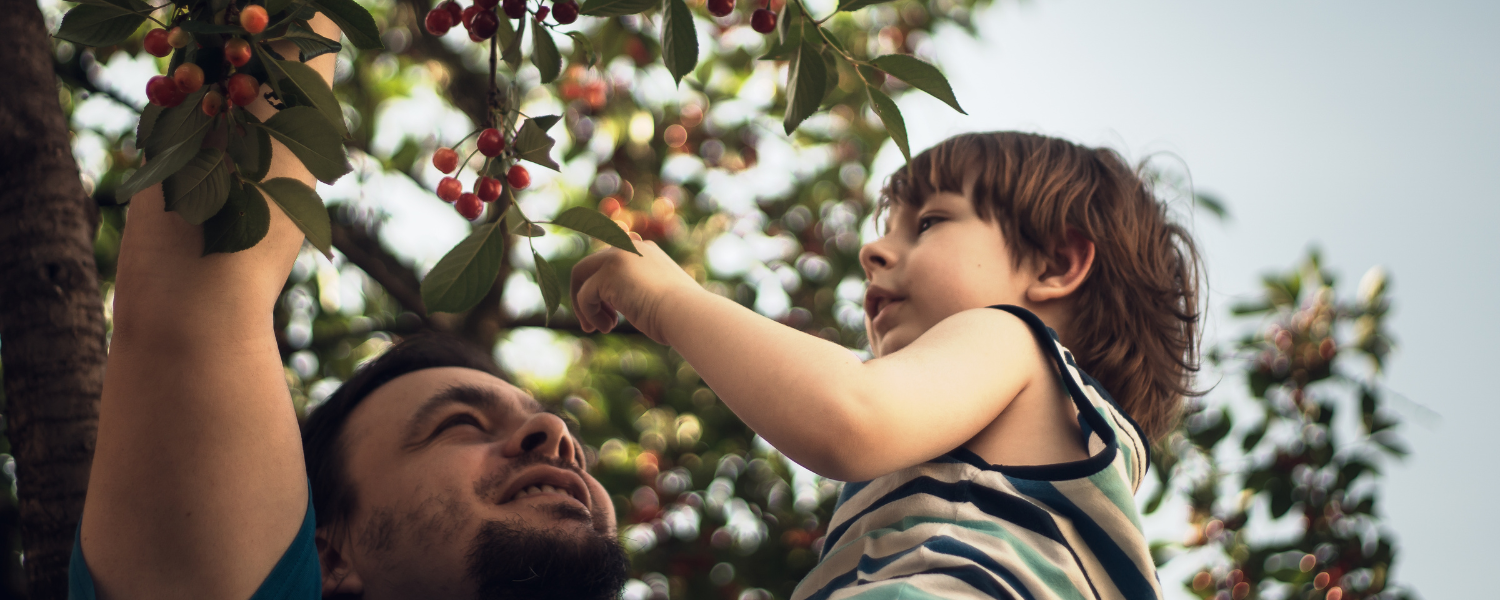 man and child picking cherries