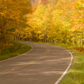 open road surrounding by autumn trees