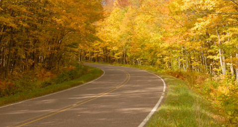 open road surrounding by autumn trees