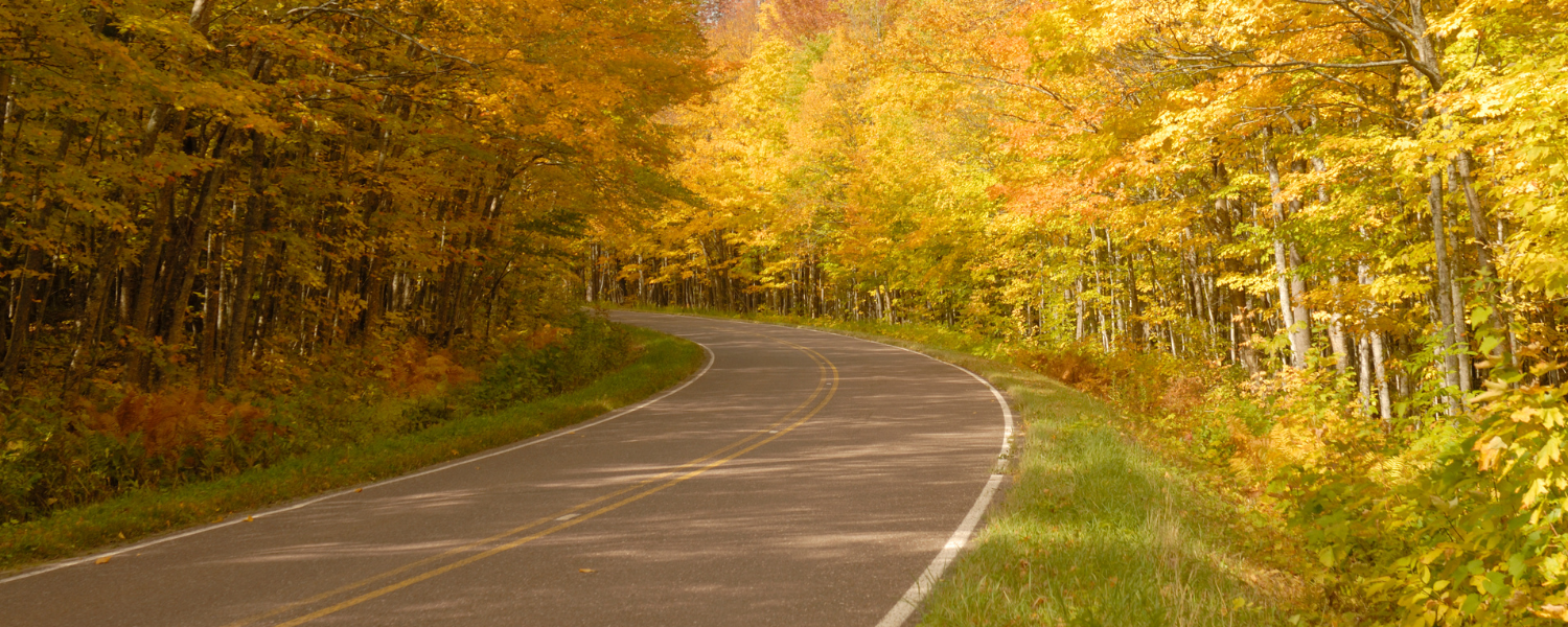 open road surrounding by autumn trees