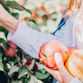 young woman picking apples