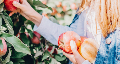 young woman picking apples