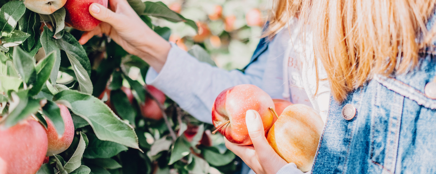 young woman picking apples