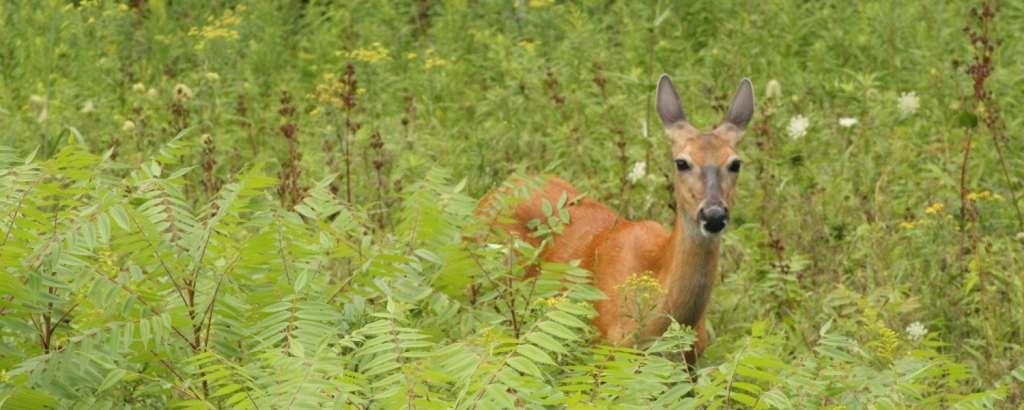 deer in meadow