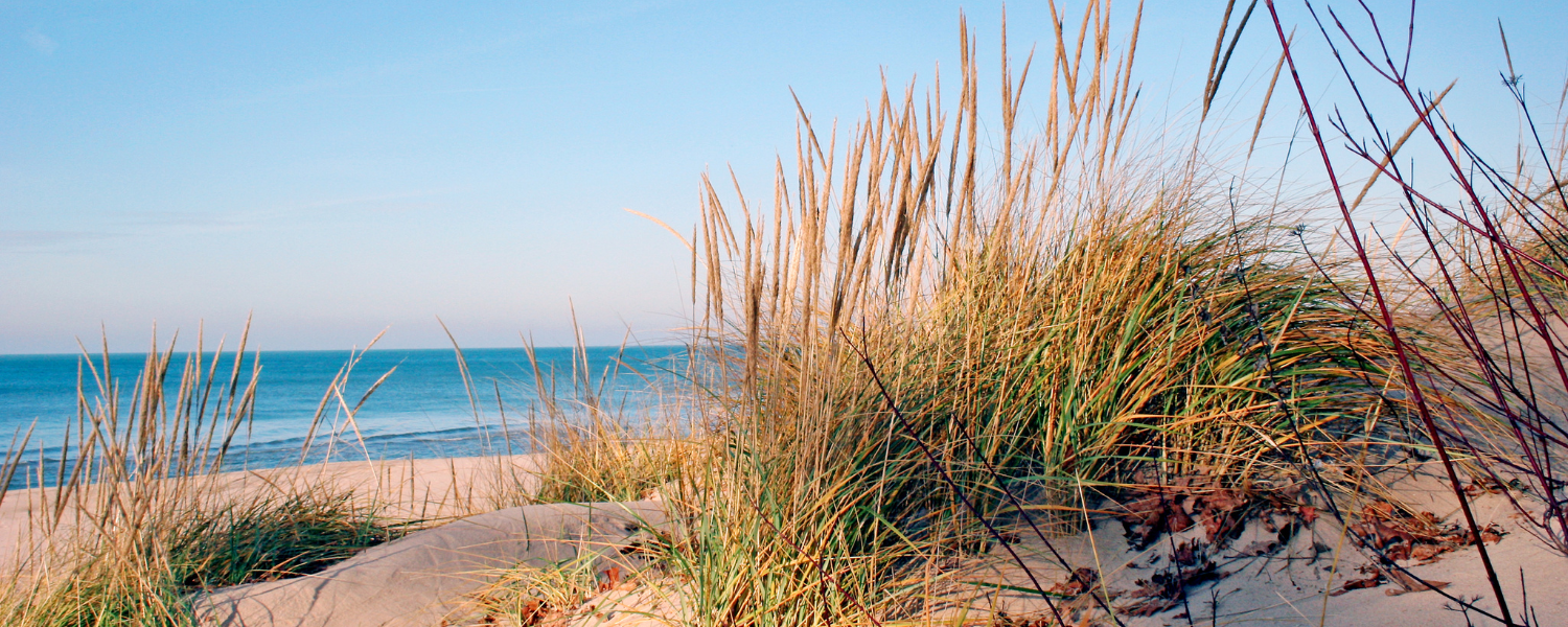 beach and sand dune in michigan