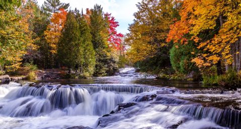 fall trees over cascading river