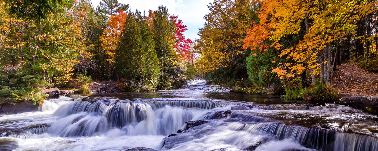 fall trees over cascading river
