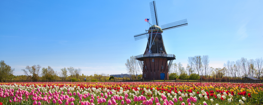 field of tulips and windmill in holland michigan