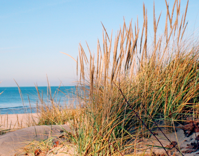 Lake Michigan shore