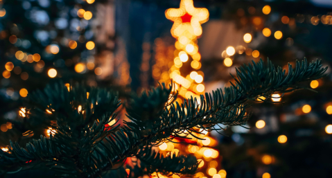 christmas trees with lights