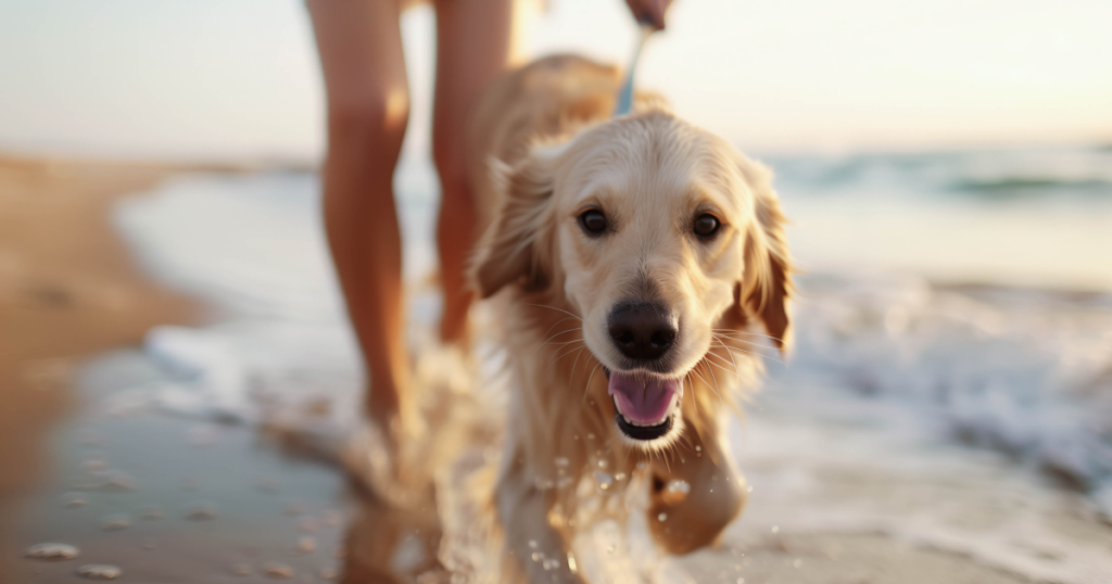 dog on beach being walked by its owner