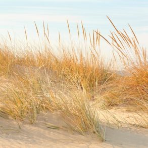 A close up of dune grass on a sand dune with a light house in the background.