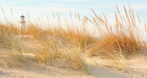 A close up of dune grass on a sand dune with a light house in the background.