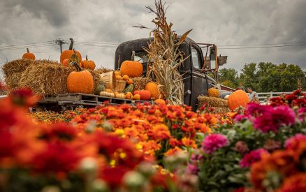 Antique truck decorated for fall festival.