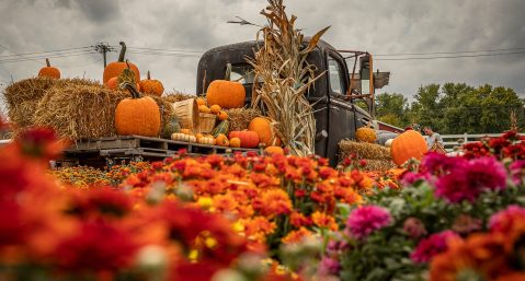 Antique truck decorated for fall festival.