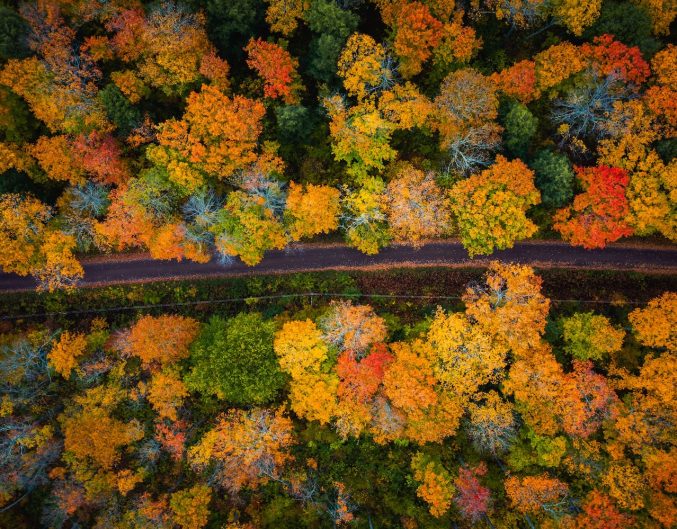 Beautiful look down photograph of a narrow paved road curving through the forest near the with gorgeous yellow, orange, red and green autumn foliage or leaves on the treetops below in Upper Michigan.