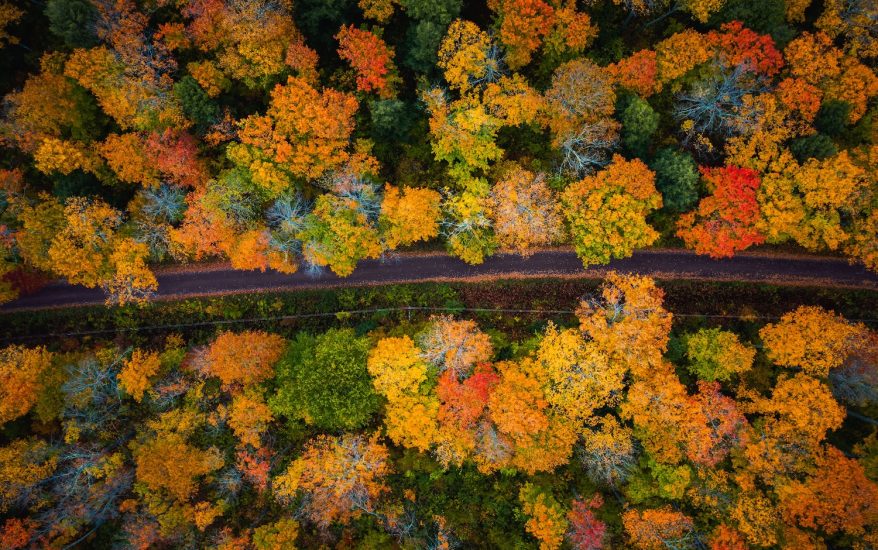 Beautiful look down photograph of a narrow paved road curving through the forest near the with gorgeous yellow, orange, red and green autumn foliage or leaves on the treetops below in Upper Michigan.